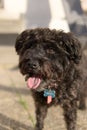 Schnoodle dog poodle mix outside