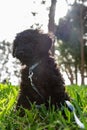 Schnoodle puppy dog posing in long grass Royalty Free Stock Photo