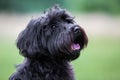 Schnoodle Royalty Free Stock Photo