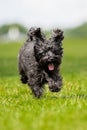 Schnoodle Royalty Free Stock Photo