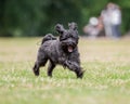 Schnoodle Royalty Free Stock Photo