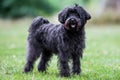 Schnoodle Royalty Free Stock Photo