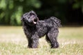 Schnoodle Royalty Free Stock Photo