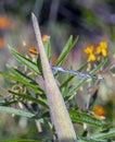 Schnura heterosticta,bluetail,damselfly Royalty Free Stock Photo