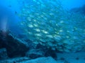 Schoal of Jacks in the deep blue sea Royalty Free Stock Photo