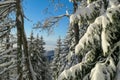 Schoeckl - First sunbeams shining through the branches at the top of snow covered peak of Schoeckl, Austrian Alps Royalty Free Stock Photo