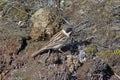 Schoeniclus pallasi. Male Pallas`s Reed Bunting in spring among marsh hummocks in the North of Siberia Royalty Free Stock Photo