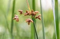 Schoenoplectus Flower