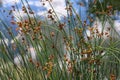 Schoenoplectus lacustris. The lake shore bulrush or common club rush.Background. Royalty Free Stock Photo