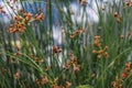 Schoenoplectus lacustris. The lake shore bulrush or common club rush.Background.