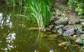 Schoenoplectus lacustris, the lake shore bulrush or common club-rush on blurred stones pond shore. Selective focus on close-up Royalty Free Stock Photo