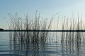 The Schoenoplectus lacustris (the lakeshore bulrush or common club-rush) growing in a water