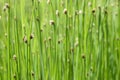 Schoenoplectus tabernaemontani with green color