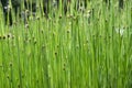 Schoenoplectus tabernaemontani with light green steams