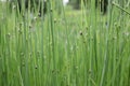 Schoenoplectus tabernaemontani with light green steams