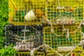 Schoodic Lobster Traps Royalty Free Stock Photo