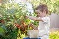 A school-age boy walks in a summer garden on a sunny day, picking cherry berries from a bush into a basket