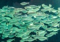 School of Akule also called Bigeye Scad fish Selar crumenophthalmus