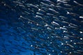 School of Anchovies