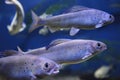 School of Arctic Grayling cold freshwater fish swimming underwater in Ripleys aquarium Toronto