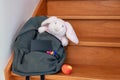 School bag with cuddly toy supplies and lunch Royalty Free Stock Photo