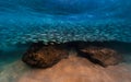 School of bait fish swims over the rocks