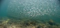 A school of baitfish under a pier in Florida.