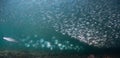 A school of baitfish under a pier in Florida.