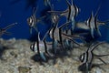 Banggai cardinalfish group