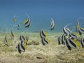 School of bannerfish swimming over the sea grass with clear blue sea in the background