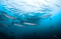 School of Baracuda fish. Royalty Free Stock Photo