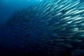 School of Barracuda Royalty Free Stock Photo