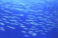 School of Barracuda Fish Royalty Free Stock Photo