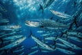 School of Barracuda fish in the blue ocean. Large group of marine life swimming Royalty Free Stock Photo