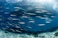 School of Barracuda fish in the crystal clear blue water