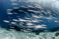 School of Barracuda fish in the crystal clear blue water Royalty Free Stock Photo