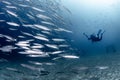School of Barracuda fish with scuba diver in blue water Royalty Free Stock Photo