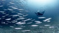 School of Barracuda fish with scuba diver in blue water Royalty Free Stock Photo