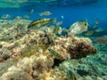 School barracuda fish and scuba divers, underwater mediterranean, marine fish, wild life animal, sea life, nature, marine, sea, fi