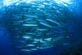 School Barracuda Fish Royalty Free Stock Photo