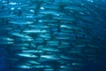 School Barracuda Fish Royalty Free Stock Photo