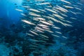 A school of barracuda on the reef, a diver swims in the background Royalty Free Stock Photo