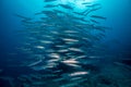 A school of barracuda on the reef, a diver swims in the background Royalty Free Stock Photo