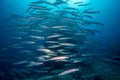 A school of barracuda on the reef Royalty Free Stock Photo