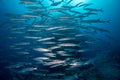 A school of barracuda on the reef Royalty Free Stock Photo