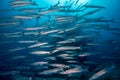 A school of barracuda on the reef Royalty Free Stock Photo