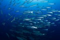 School of barracudas Royalty Free Stock Photo