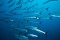 School of barracudas Royalty Free Stock Photo