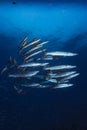 School of Barracudas Royalty Free Stock Photo