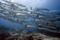 School of barracudas underwate Royalty Free Stock Photo